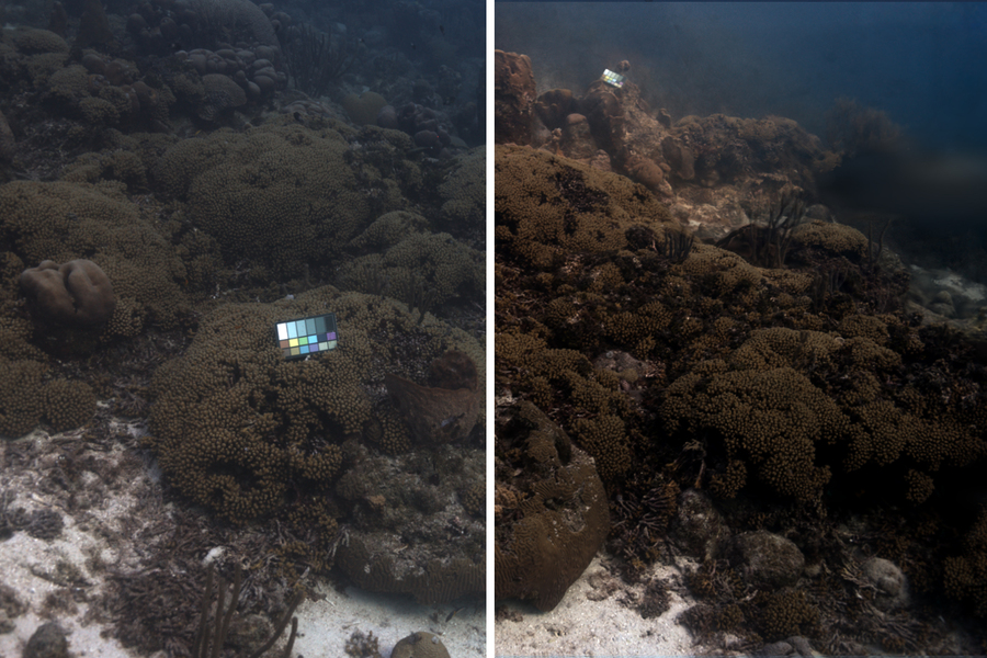 A new color-correcting tool, SeaSplat, reconstructs true colors of an underwater image, taken in Curacao. The original photo is in the left, and the color-corrected version made with SeaSplat is on the right (Credits: Courtesy of the researchers).
